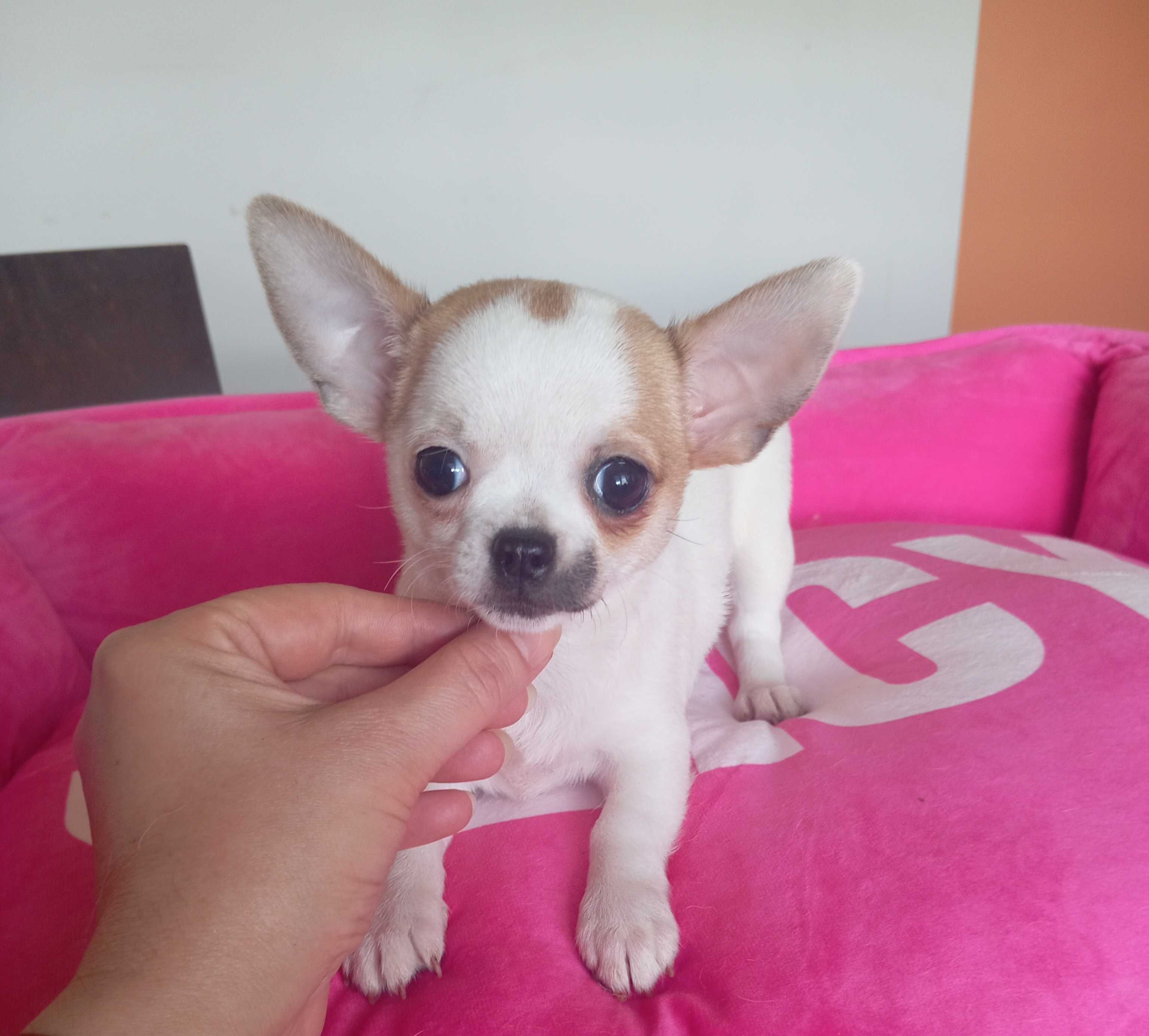 Chihuahua suczka