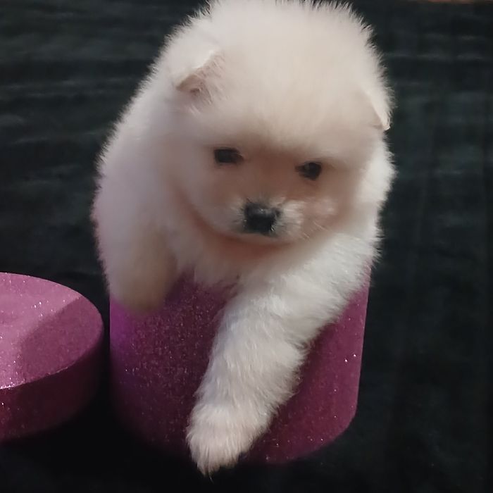 Щенки помернского шпица