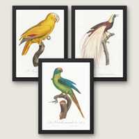 Plakaty 3szt Papugi WIELE WZORÓW! ~21x30cm Ornitologia boho vintage#1