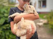 Golden retriever - Agape - dziewczynka do pokochania - ZKwP FCI