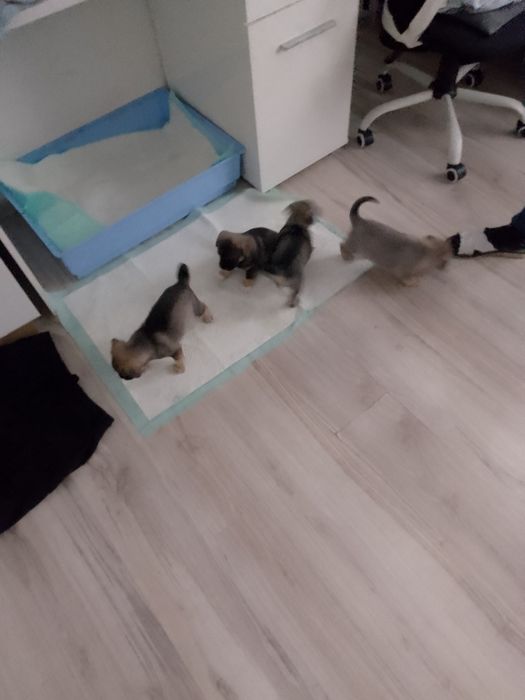 Oddam 4 miesięczne psy.