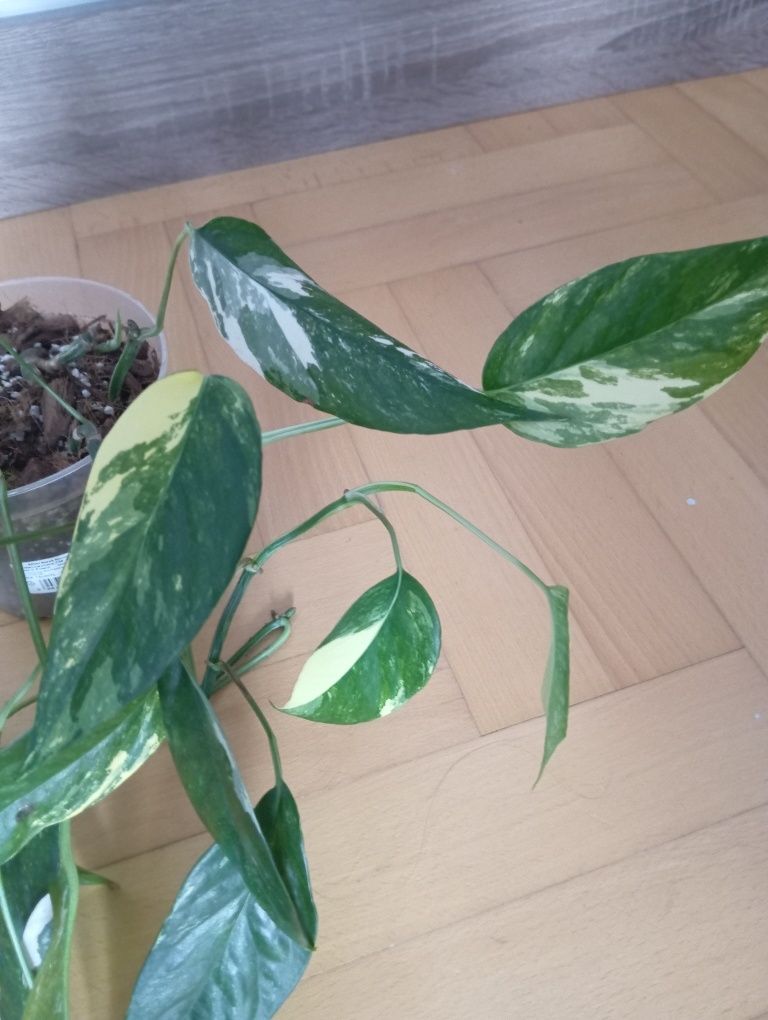 Kielce epipremnum pinnatum variegata