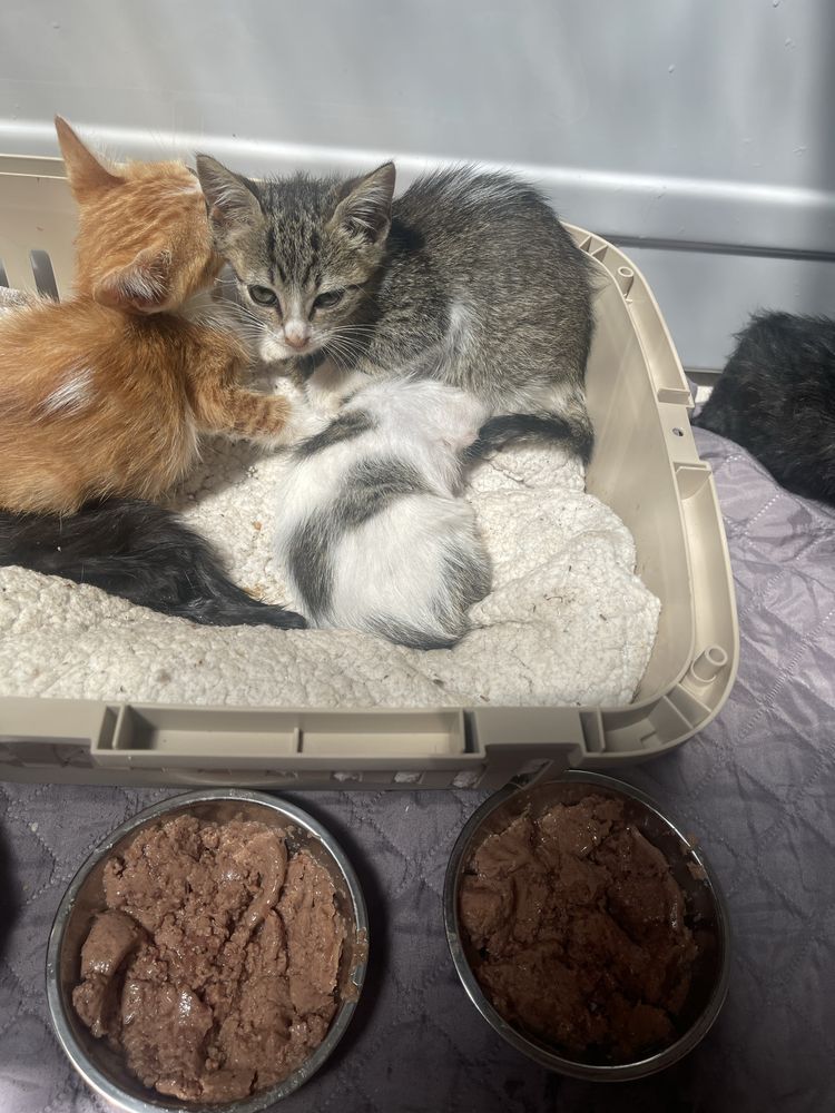 Gatinhos bebés para adoção