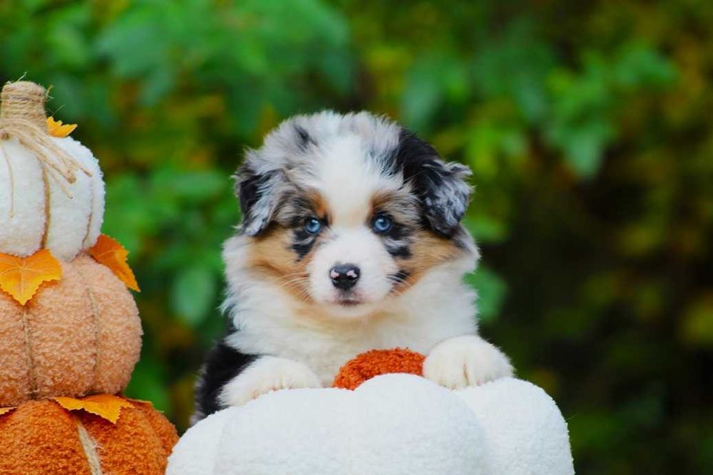 Miniaturowy owczarek amerykański MAS Chłopiec blue merle