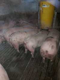 Продам беконних свиней живою вагою