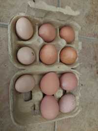 Vendo ovos galados de faisão prateados dos