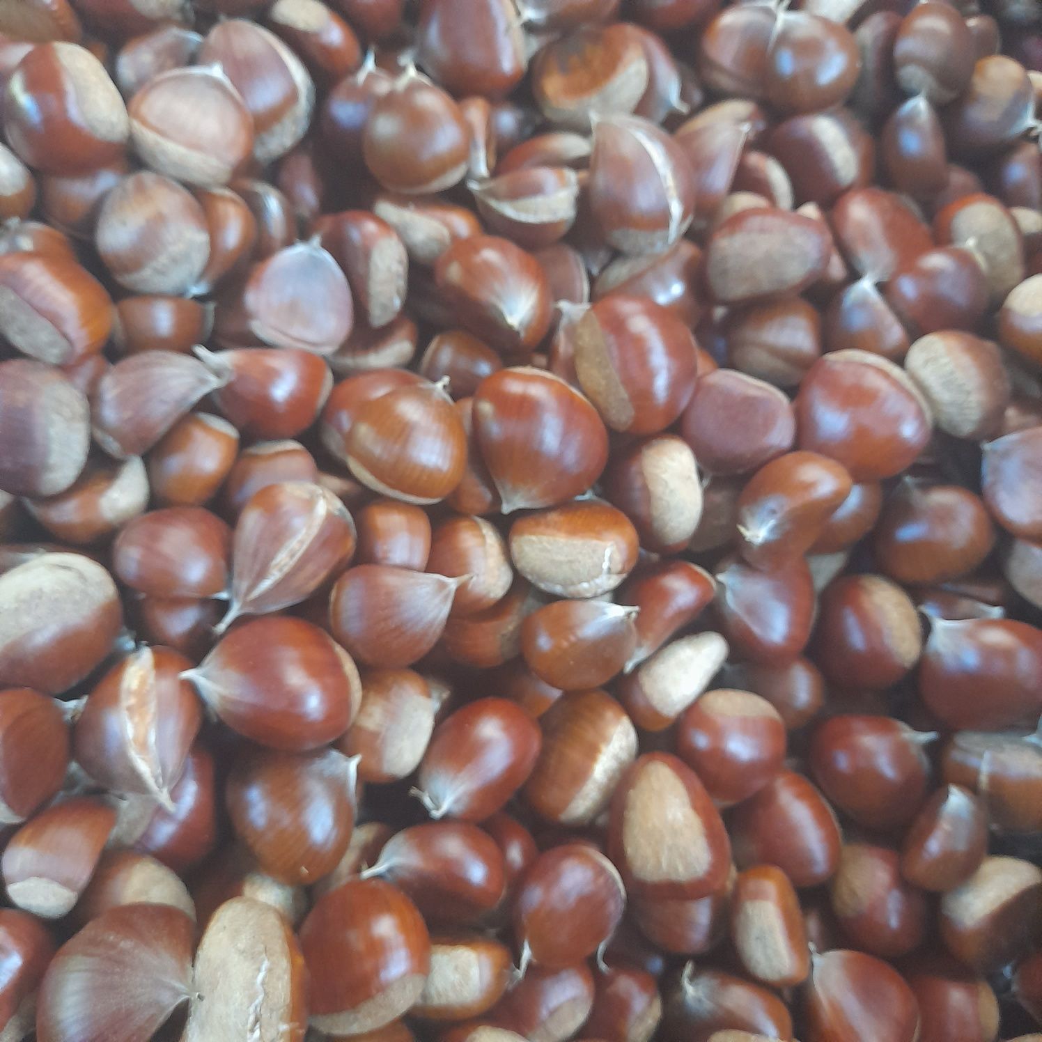 Castanhas da época