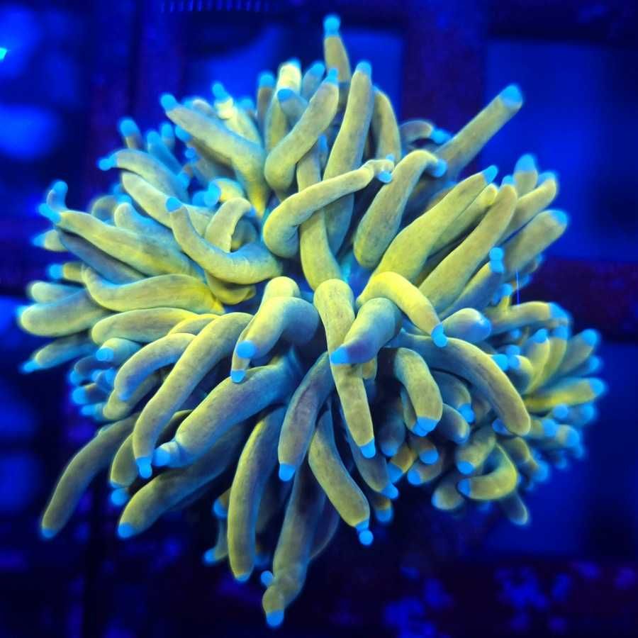 Euphyllia Glabrescens Holy Grail Torch 2H akwarium morskie Korale.Pro