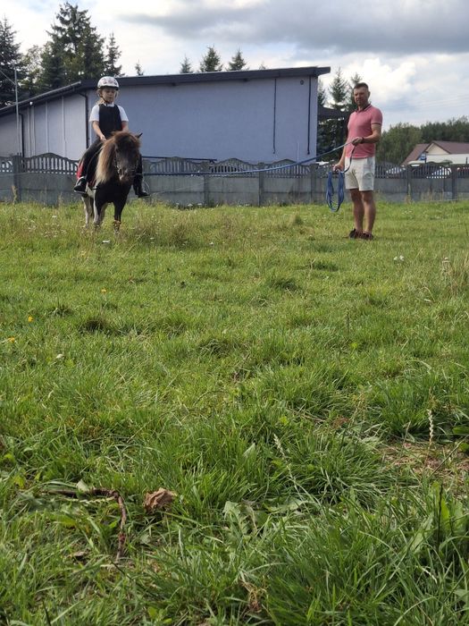 Kochany kucyk profesor