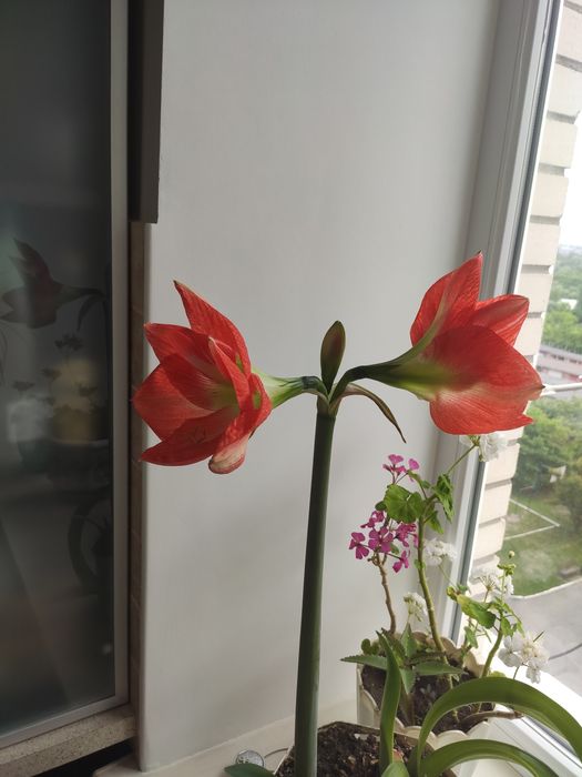 Амариліс, грамофон