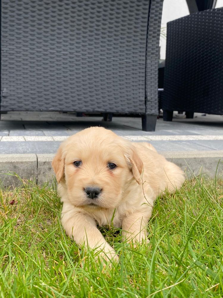 Golden retriever- suczka