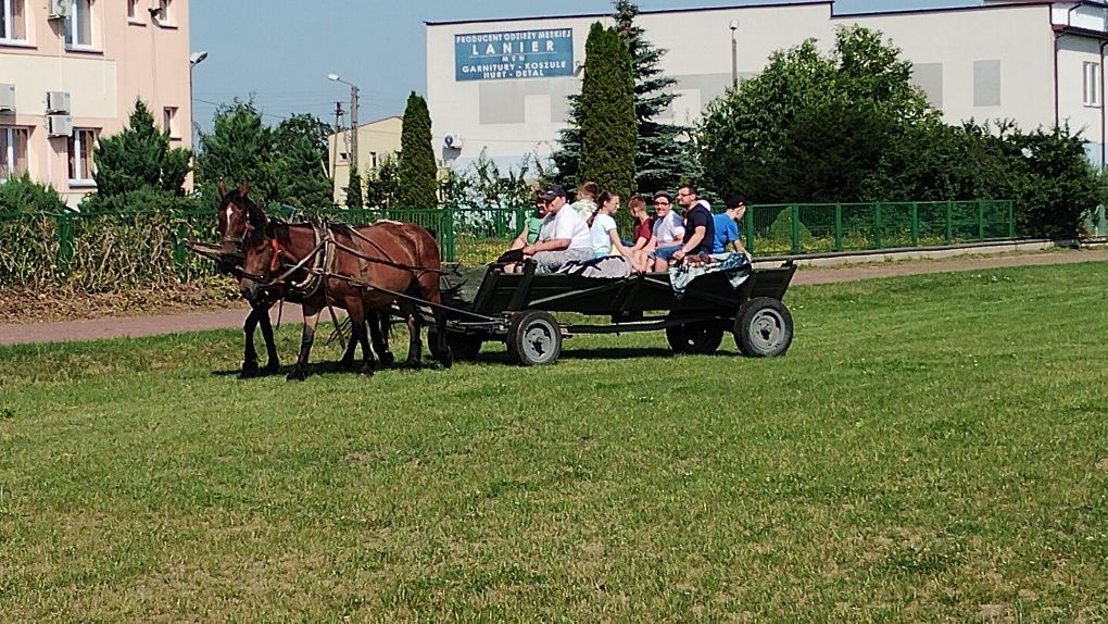 Klacz zimnokrwista typ Sokólski