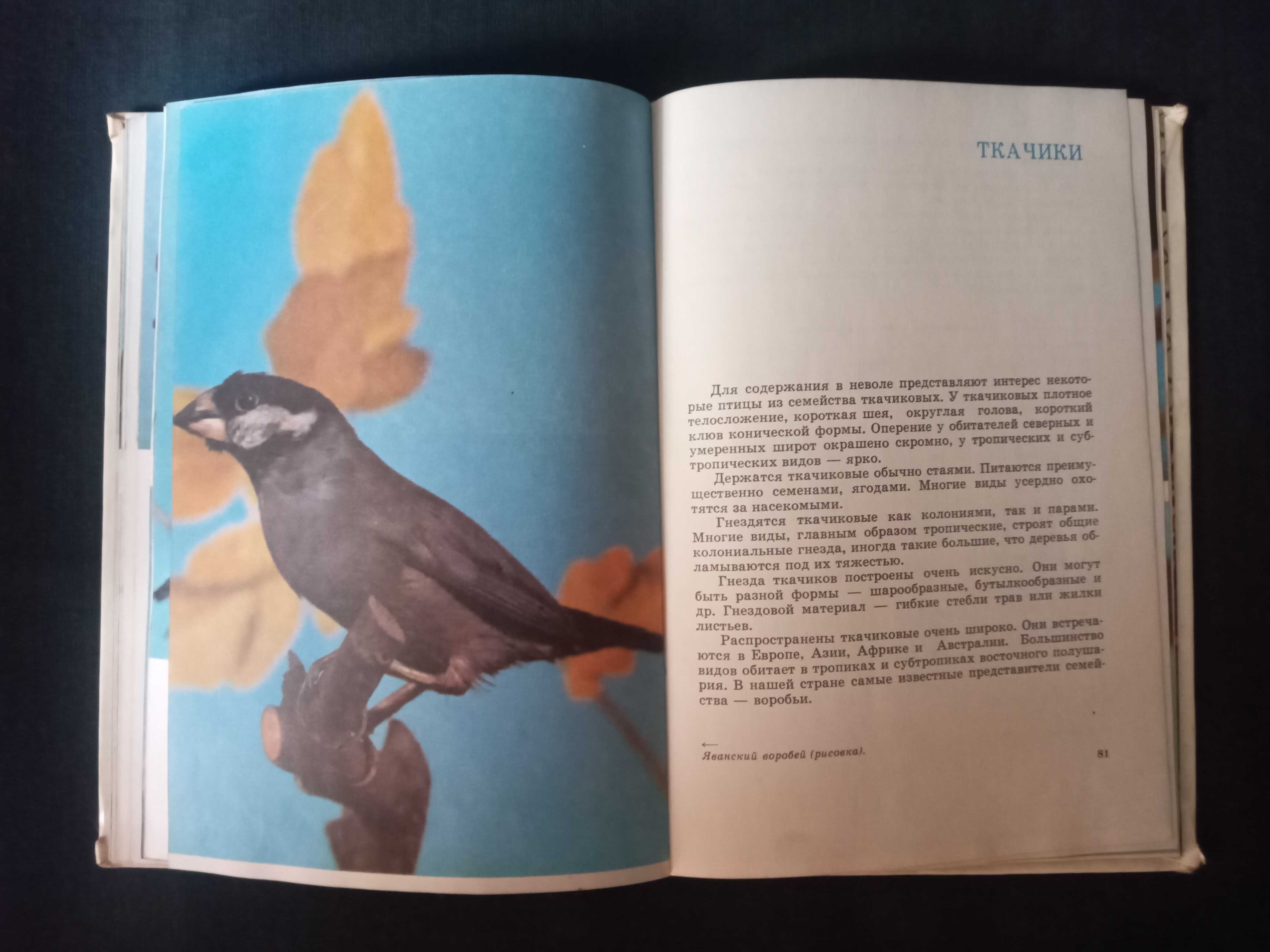 Птицы, 1974 г СССР.