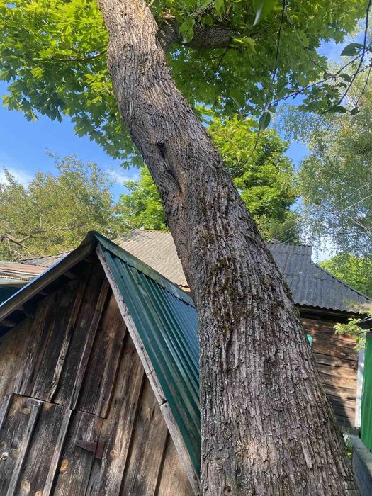 Спил деревьев,кронирование,обрезка веток.Дробление  веток на щепу.