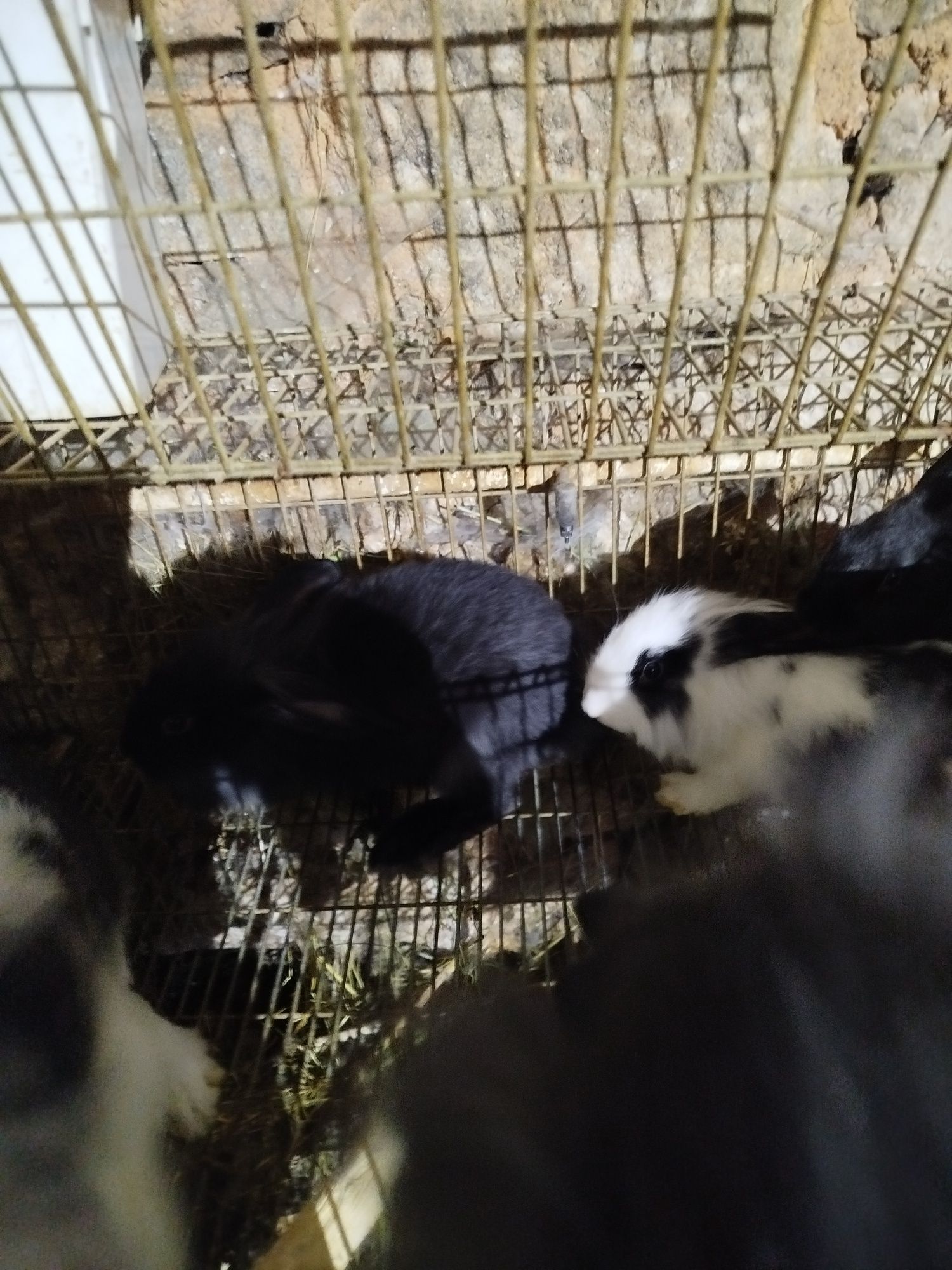 Coelhos caseiros
