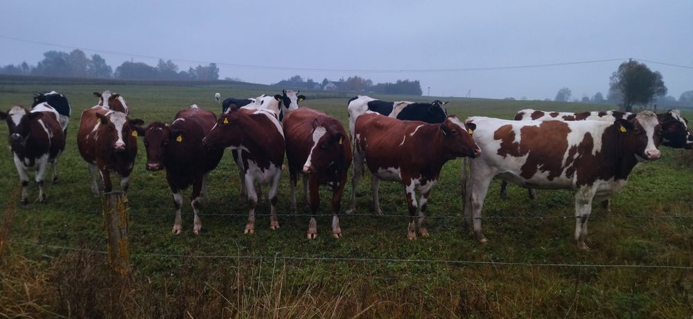 Sprzedam jalowki rw mleczne i hf