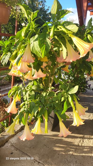 Datura anielskie trąby bieluń