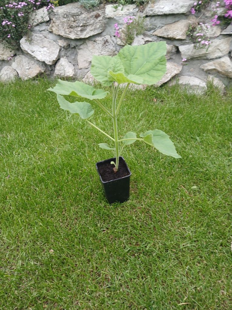 Drzewo tlenowe/Oxytree/Paulownia Shan Tong
