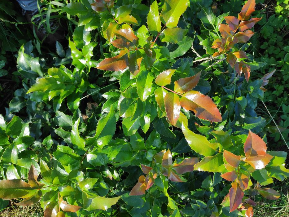 Mahonia gałązki na kompozycje florystyczne