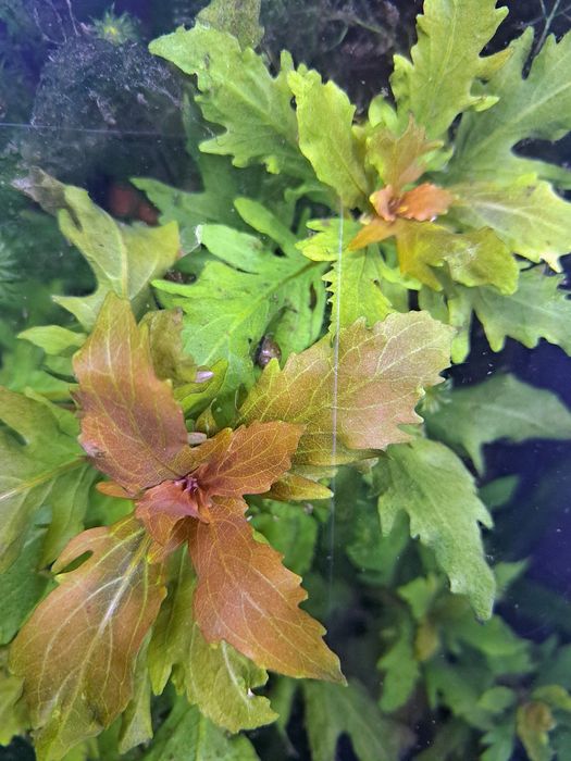 Roślina akwariowa Hygrophila triflora