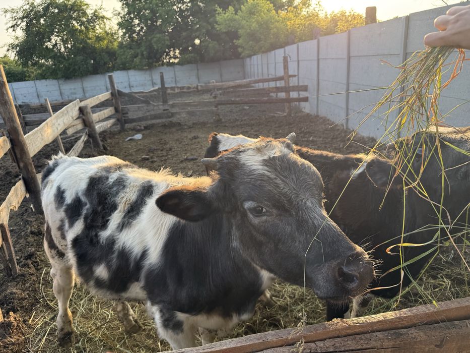 Продам бички домашні