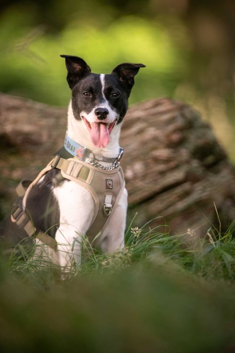 Modi – młody psiak szuka cierpliwego i spokojnego domu