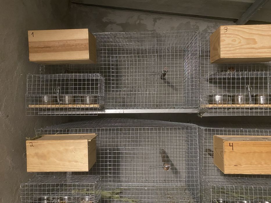 Gaiolas de criação de agapornis