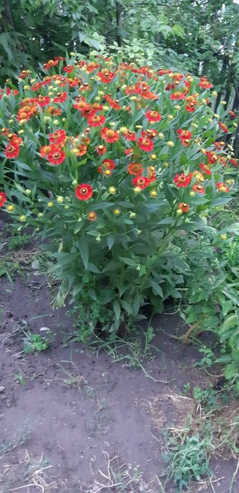 Продам  многолетние  обильно цветущие цветы. Гелениум.