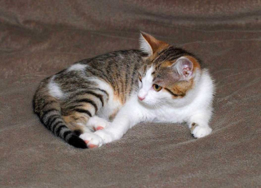 Крошечное сердце ищет дом! Лямура , котенок 3  мес