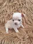 Chihuahua krótkowłosa kremowa suczka