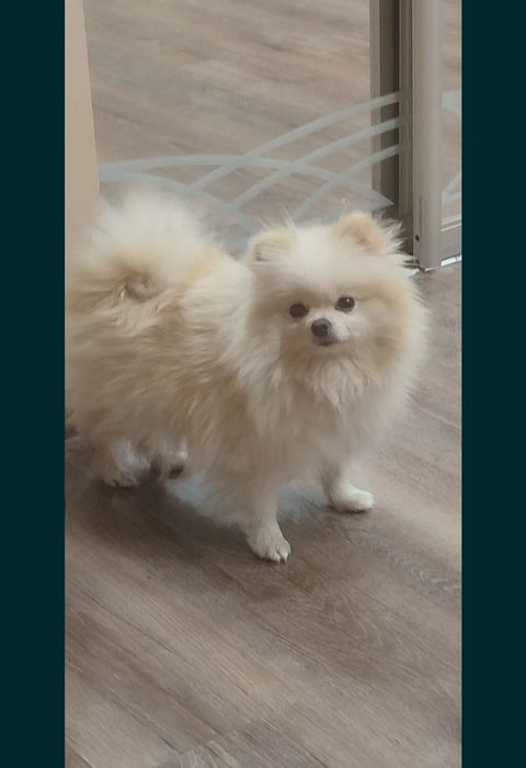 Pomeranian 100%.wiek  1 rok.