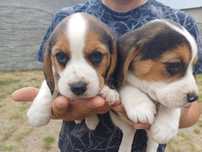 Suczka rasy Beagle