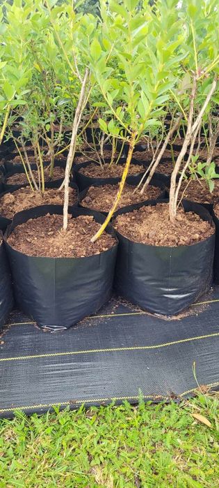 Doniczki 2L/100szt foliowe Produkcyjne PRODUCENT