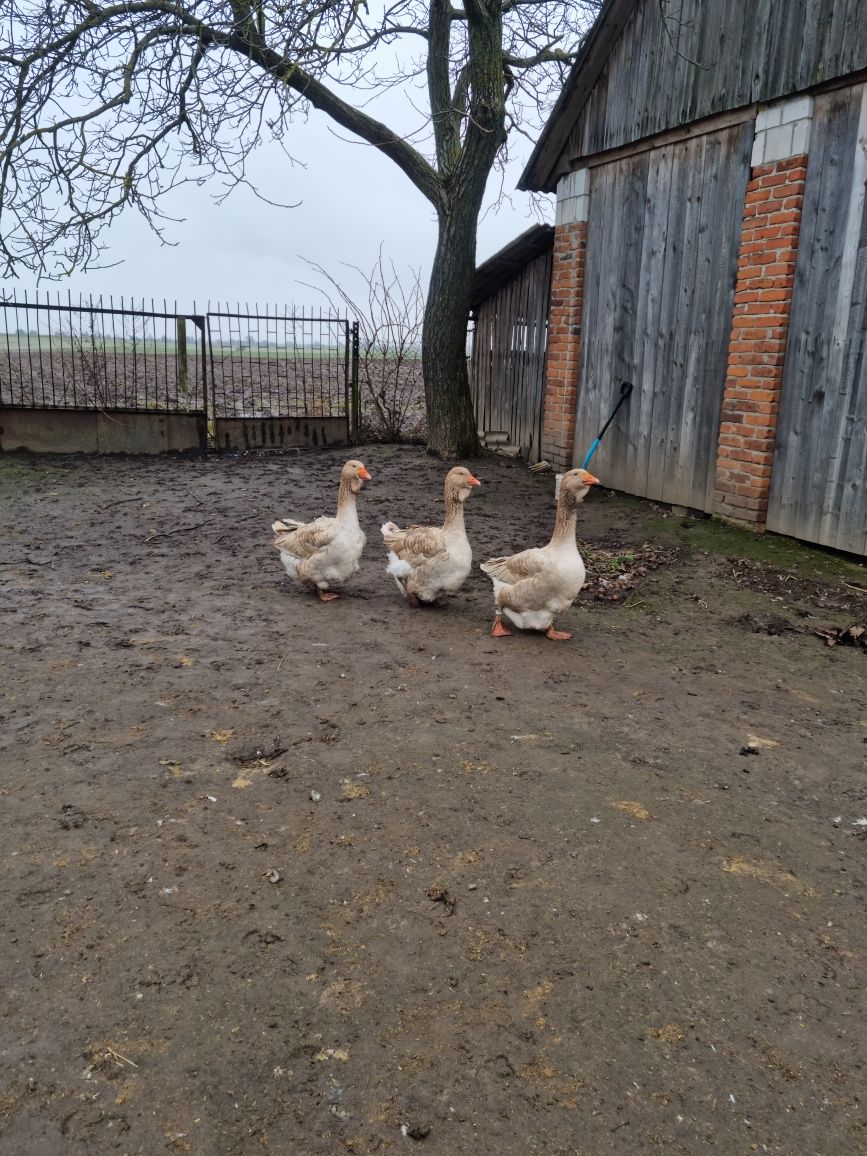 Gęsi tuluskie tuluska pisklaki