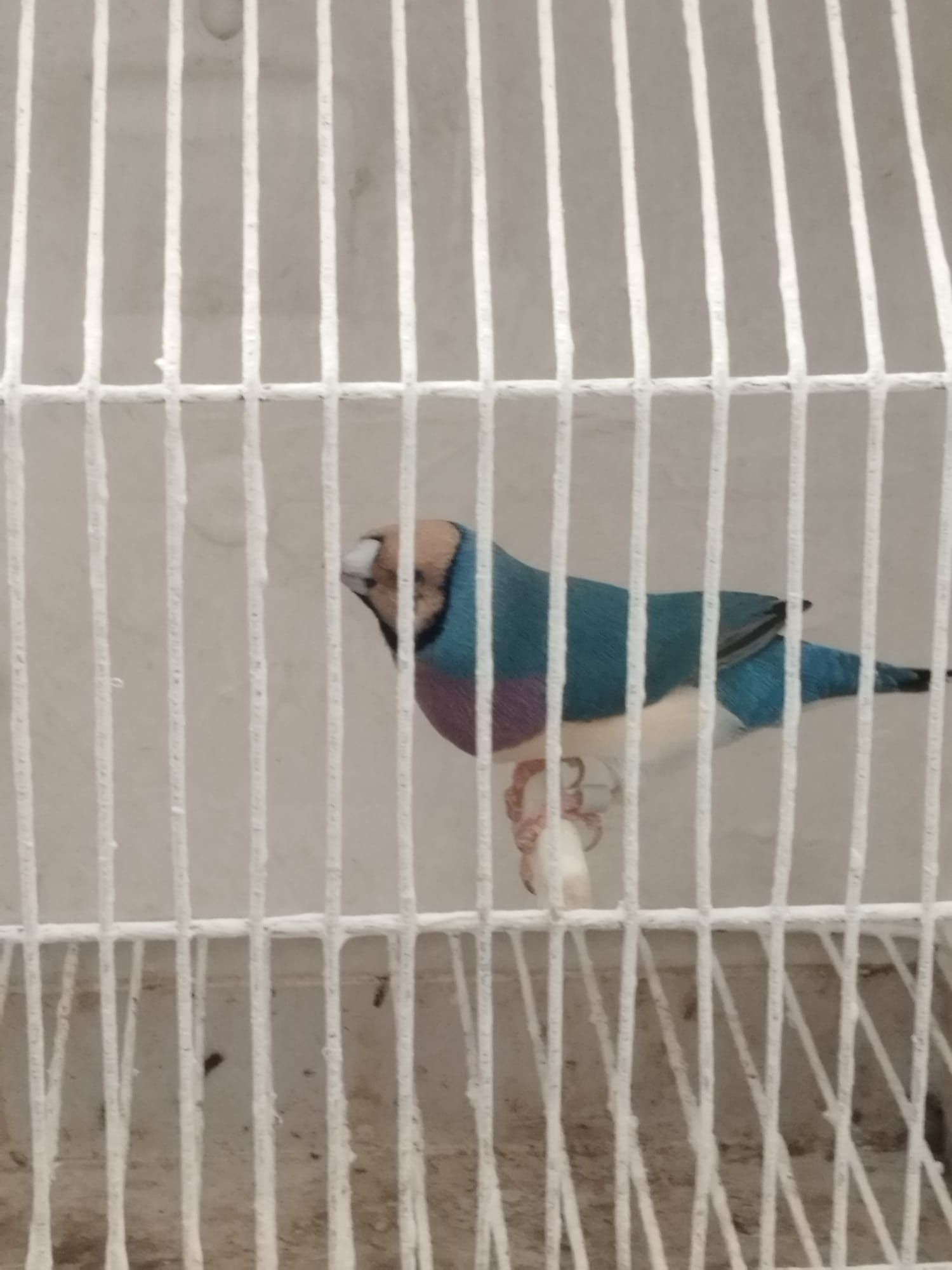 Diamante gould e exóticos