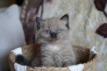 Ragdoll kocurek Mink czekolada rodowód międzynarodowy TICA.