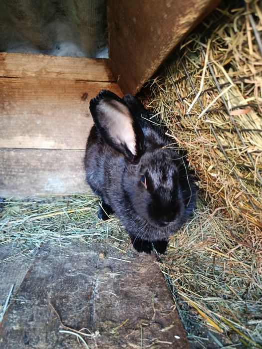 Продам кролів породами полтавське срібло та строкачі.