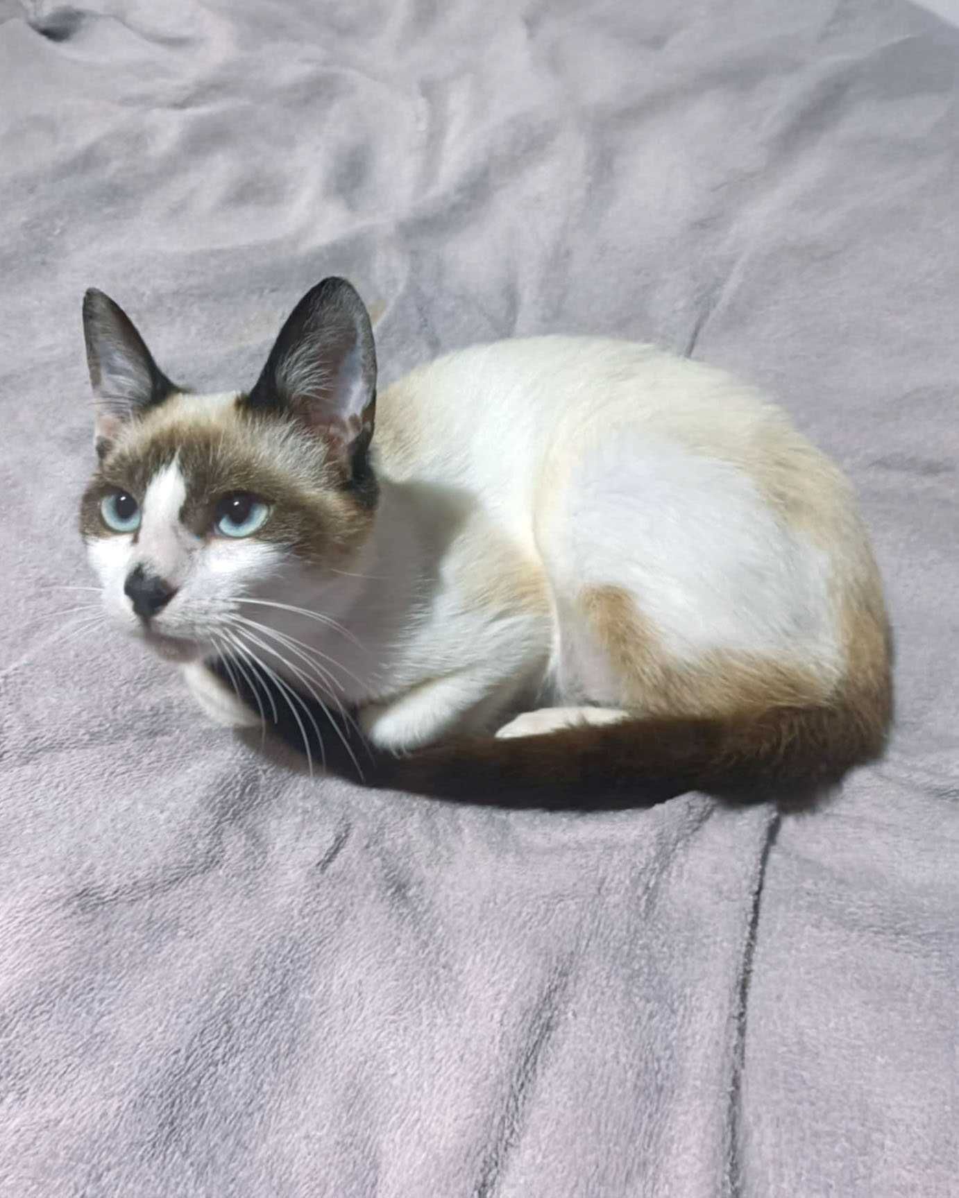 Setúbal / Margem Sul / Lisboa — JUANITA, gatinha para adoção