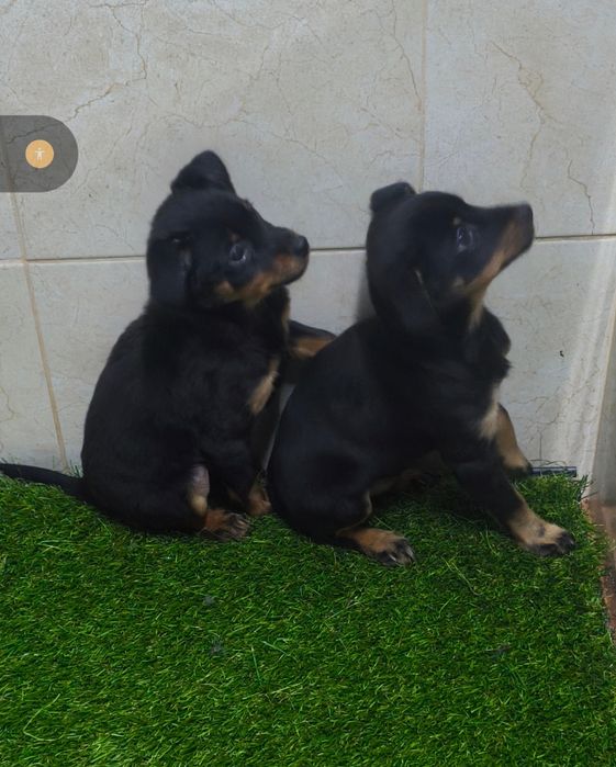 Pinscher com três meses disponível