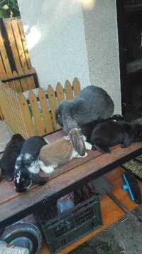 Sprzedam króliczki baran francuski różne umaszczenie.