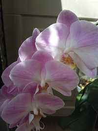 Продаю орхідею фаленопсис