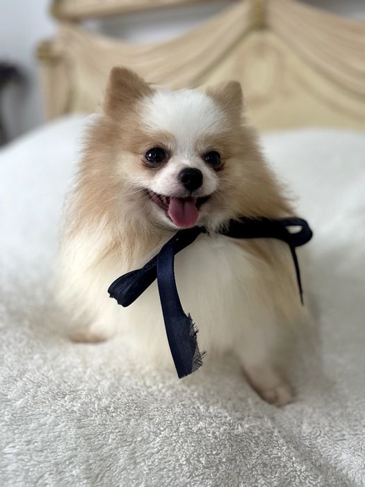 Померанські шпіци — Гарантовано закохаєтесь з першого погляду