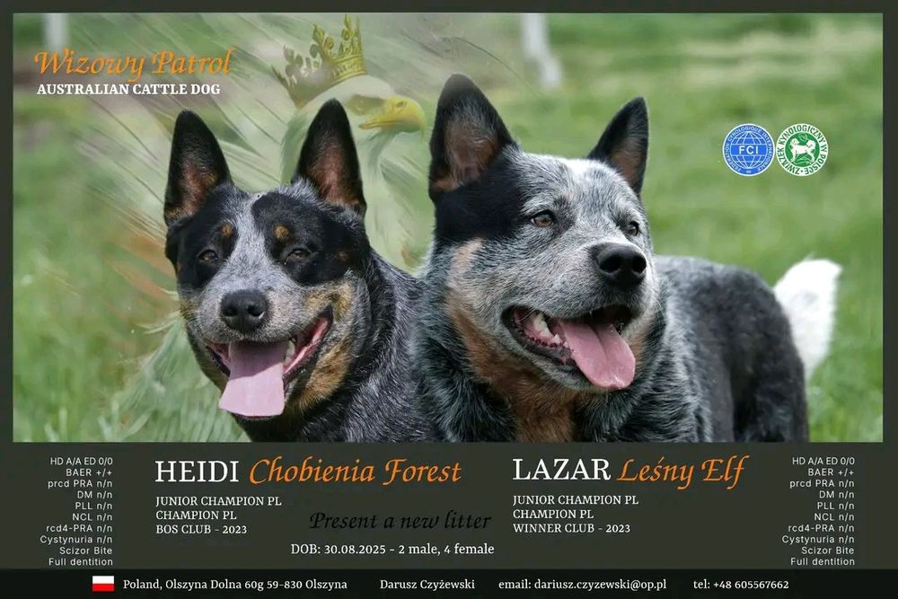 Szczenięta Australian Cattle Dog