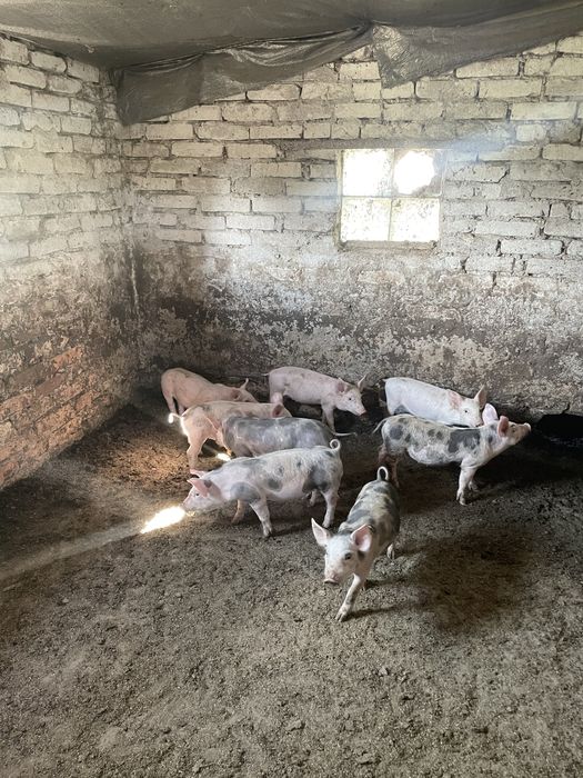 Продамо підрощених поросят