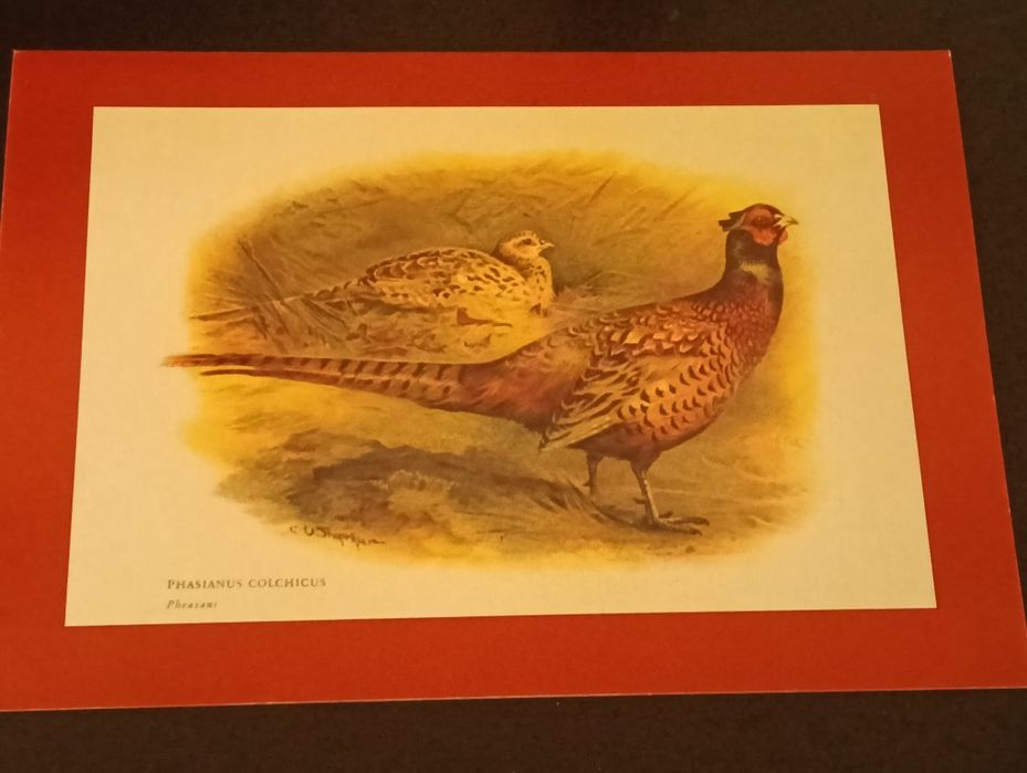 Duas belas ilustrações, desdobráveis
