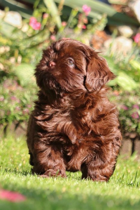 Piękny czekoladowy piesek shih tzu