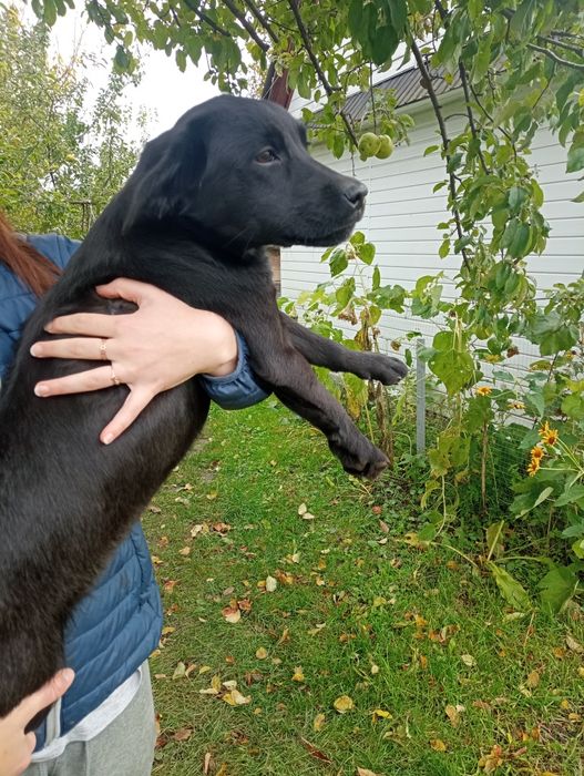 Лабрадорчик з родоводом. УБД та ВПО з прифронтових знижка!