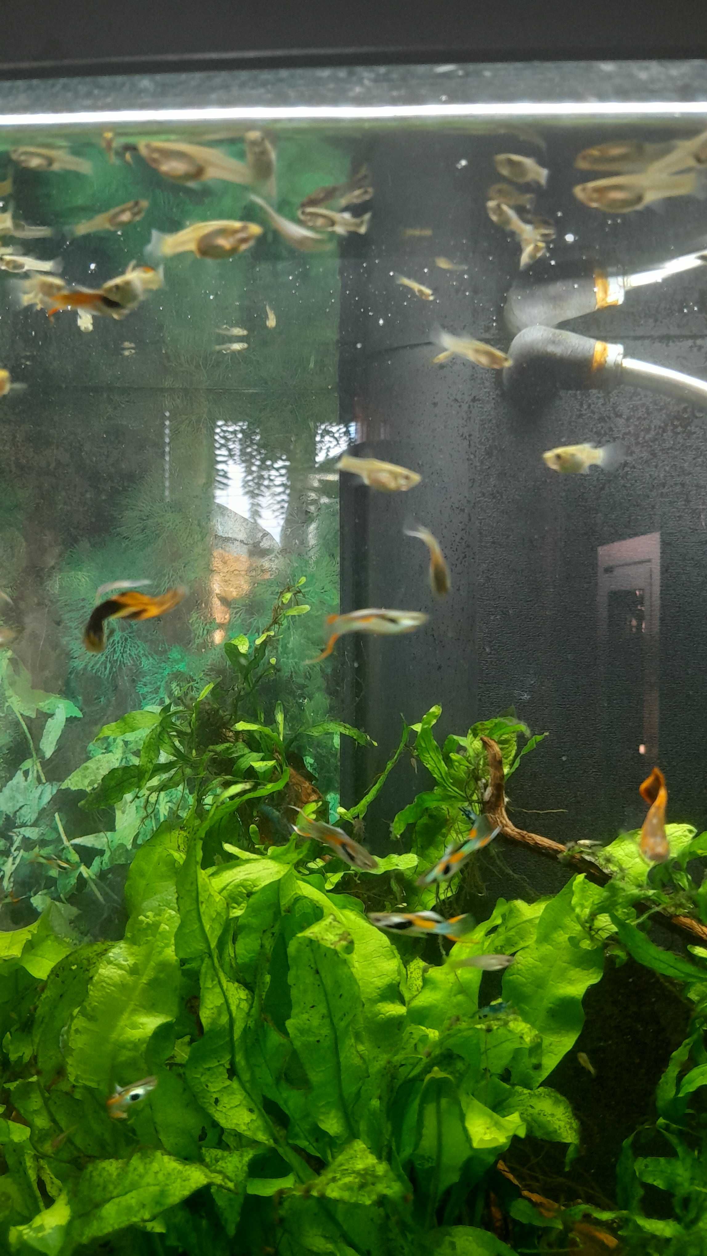 Guppys Endler de cores diferentes