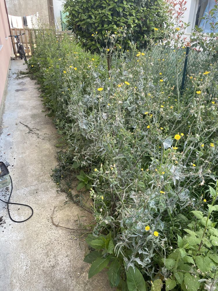 Servico de jardinagem