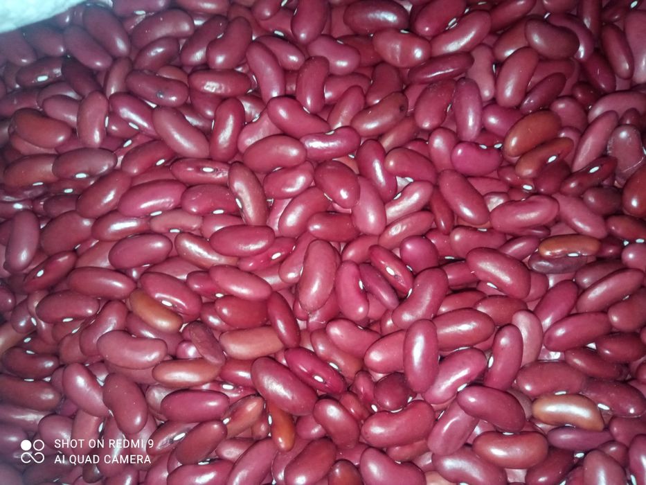 Квасоля різних сортів. Врожай - 2025 р.